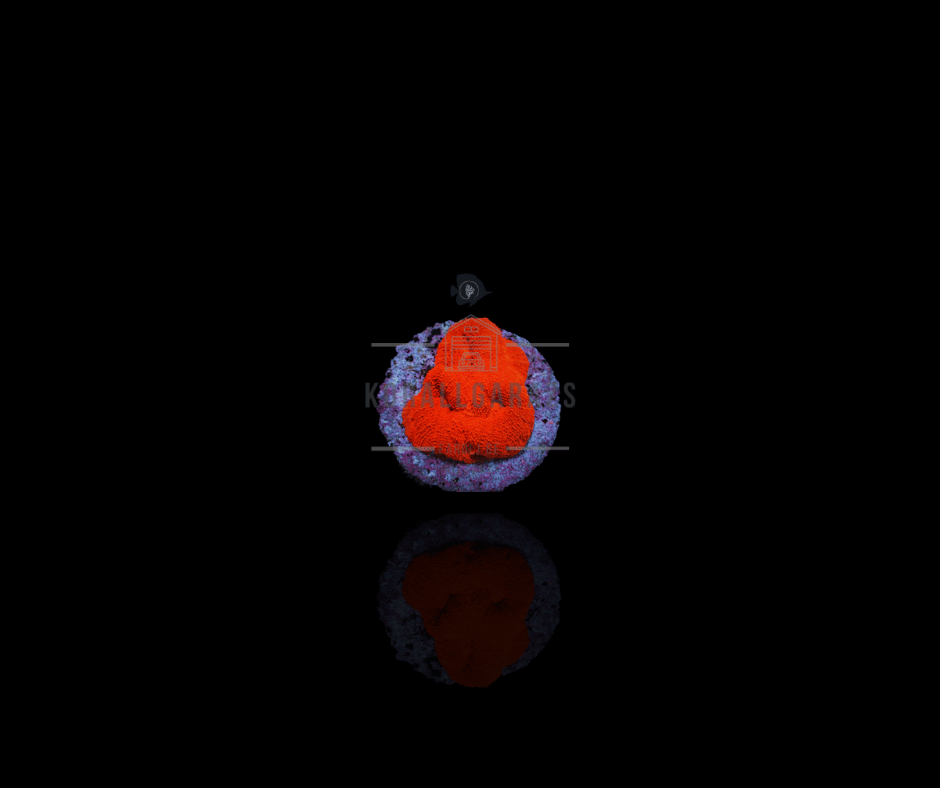 Cycloseris  (Premium)